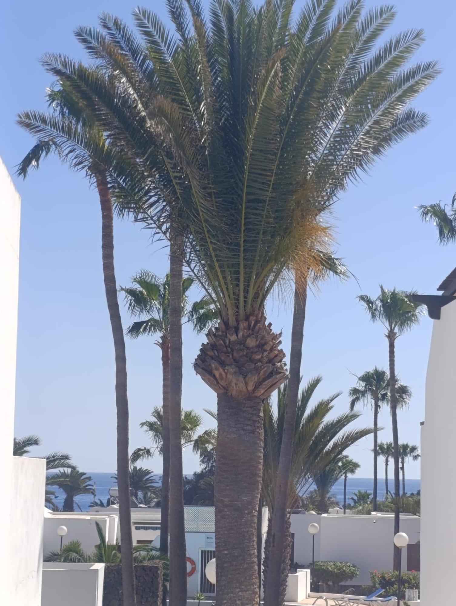 Blue Ocean Appartement Costa Teguise Buitenkant foto